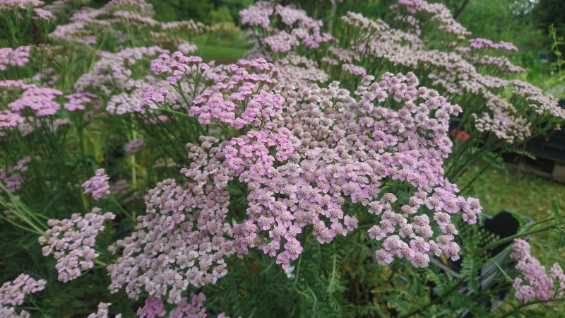 Achillea millefolium lilla mix Тысячелистник обыкновенный